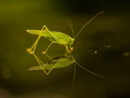 Török Gabriella - Tükörkép